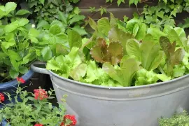 Elke week verse sla: zo maak je je eigen saladebar