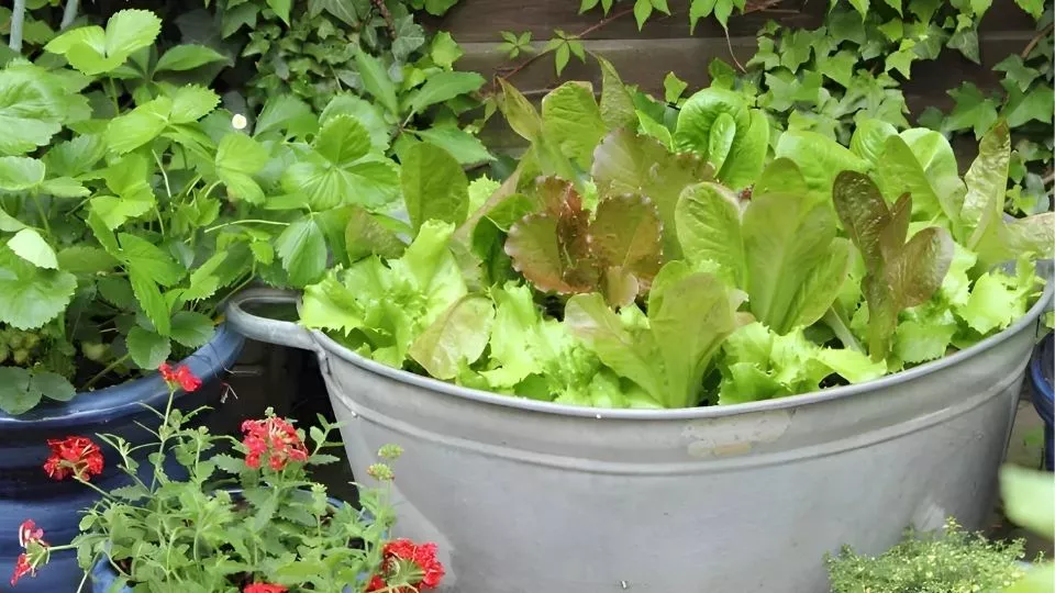 Afbeelding Elke week verse sla: zo maak je je eigen saladebar