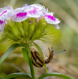 Slakken in de tuin? Kies voor planten die ze liever links laten liggen