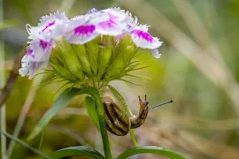 Slakken in de tuin? Kies voor planten die ze liever links laten liggen