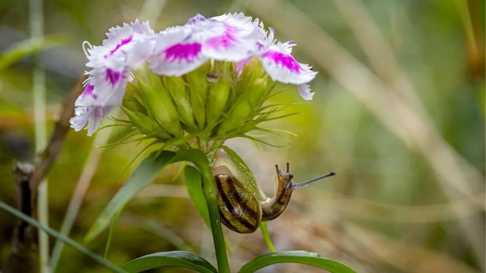 Afbeelding Slakken in de tuin? Kies voor planten die ze liever links laten liggen