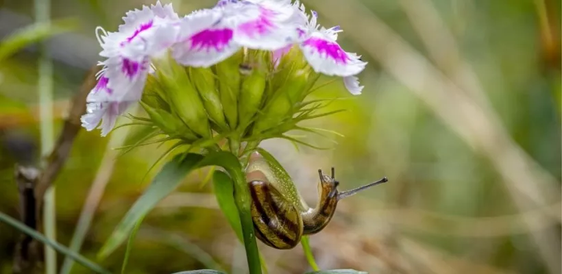 Slakken in de tuin? Kies voor planten die ze liever links laten liggen