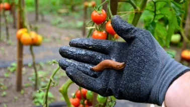 Slakken bestrijden? Waarom slakken rapen het beste werkt