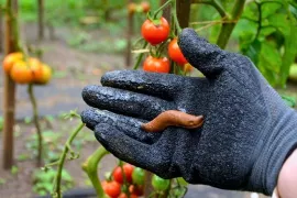 Slakken bestrijden? Waarom slakken rapen het beste werkt