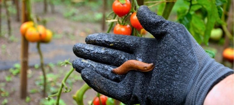 Slakken bestrijden? Waarom slakken rapen het beste werkt