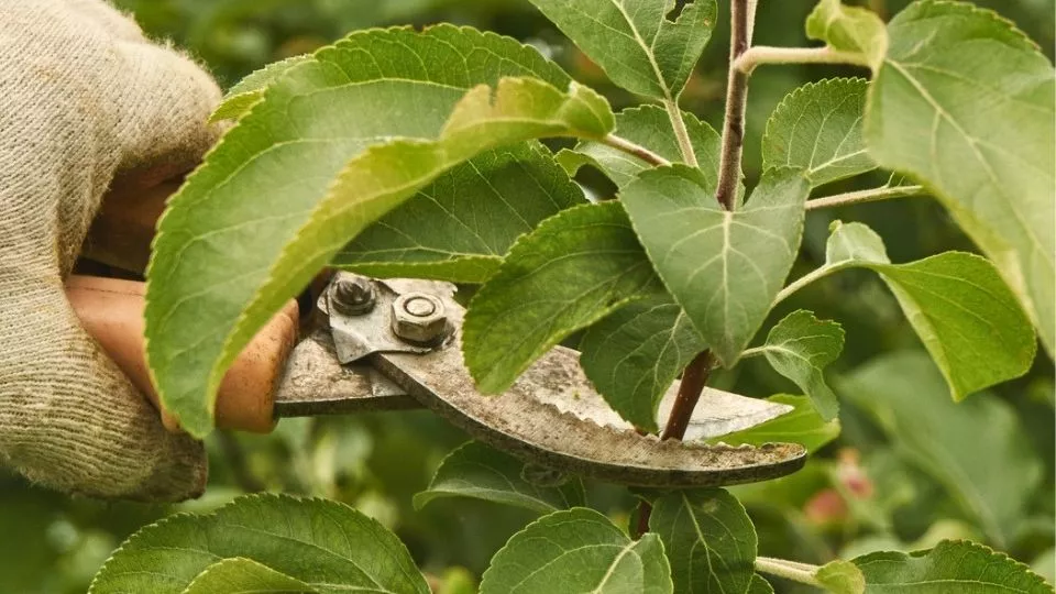 Afbeelding Wanneer appelboom en perenboom snoeien? Zomer, winter voor leivorm