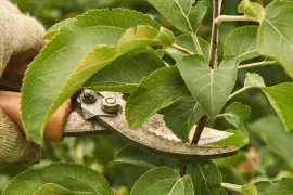 Wanneer appelboom en perenboom snoeien? Zomer, winter voor leivorm