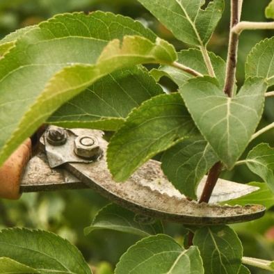 Wanneer appelboom en perenboom snoeien? Zomer, winter voor leivorm