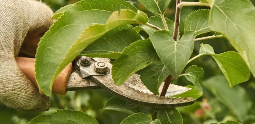 Wanneer appelboom en perenboom snoeien? Zomer, winter voor leivorm