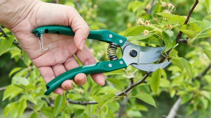 Wanneer appelboom en perenboom snoeien? Zomer, winter voor leivorm