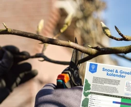 Snoeikalender: ontdek wanneer en hoe je bomen en struiken snoeit