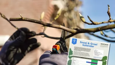 Snoeikalender: ontdek wanneer en hoe je bomen en struiken snoeit