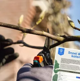 Snoeikalender: ontdek wanneer en hoe je bomen en struiken snoeit