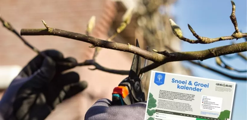 Snoeikalender: ontdek wanneer en hoe je bomen en struiken snoeit