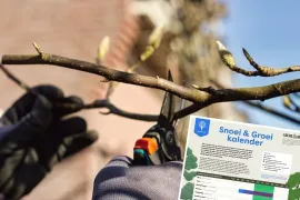 Snoeikalender: ontdek wanneer en hoe je bomen en struiken snoeit