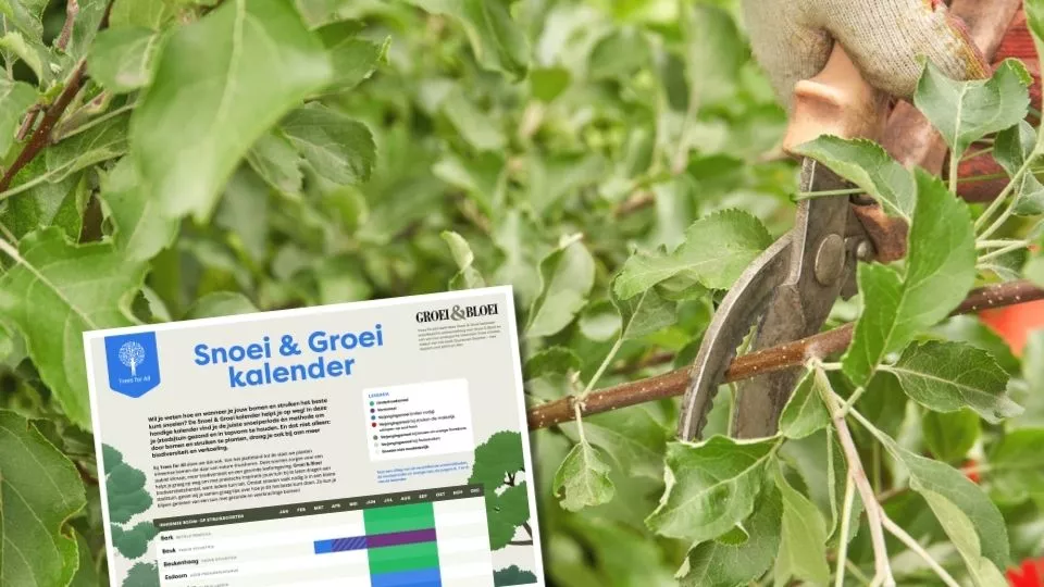 Afbeelding Snoeikalender: ontdek wanneer en hoe je bomen en struiken snoeit