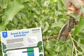 Snoeikalender: ontdek wanneer en hoe je bomen en struiken snoeit