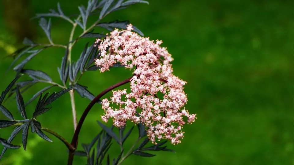 Afbeelding De beste solitaire struiken