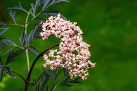 De beste solitaire struiken