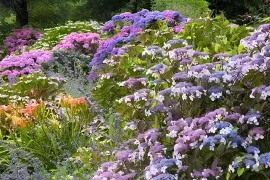 Tien nieuwere hortensia’s die de moeite waard zijn