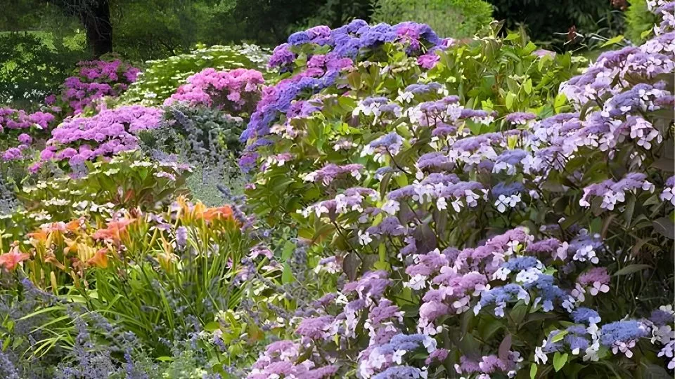 Afbeelding Tien nieuwere hortensia’s die de moeite waard zijn