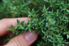 Tijm kweken: langzaam groeien, lang genieten
