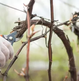 Duurzaam snoeien volgens Tinka Chabot
