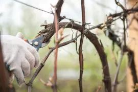 Duurzaam snoeien volgens Tinka Chabot
