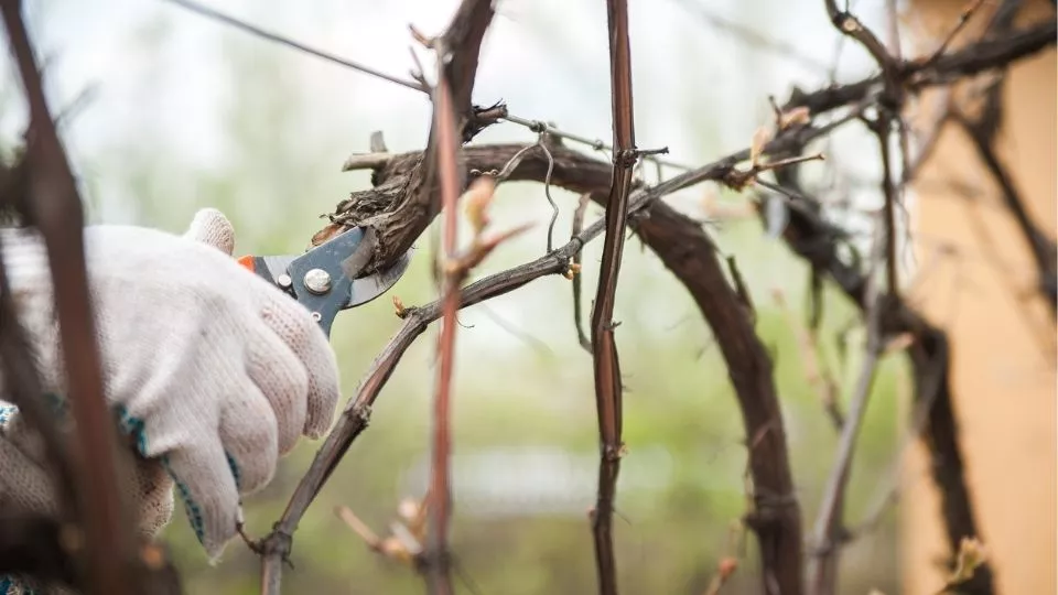 Afbeelding Duurzaam snoeien volgens Tinka Chabot