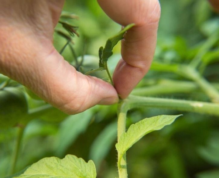 Tomaten dieven: zo krijg je sterkere planten (video)