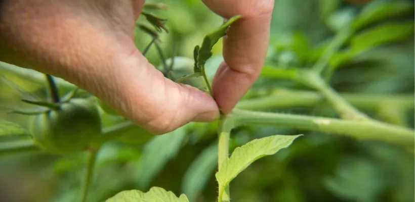 Tomaten dieven: zo krijg je sterkere planten (video)