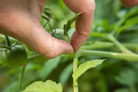 Tomaten dieven: zo krijg je sterkere planten (video)