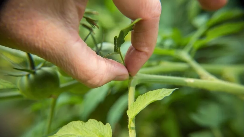 Afbeelding Tomaten dieven: zo krijg je sterkere planten (video)