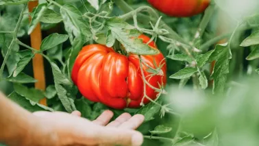 Tomaten zaaien en uitplanten: een stappenplan