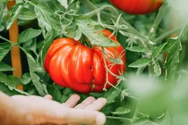 Tomaten zaaien en uitplanten: een stappenplan