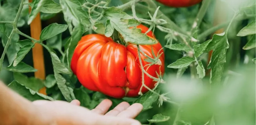 Tomaten zaaien en uitplanten: een stappenplan