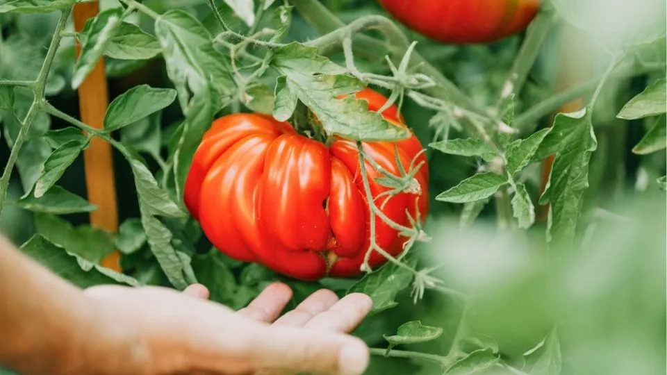 Afbeelding Tomaten zaaien en uitplanten: een stappenplan