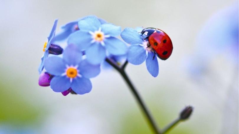 Maak jij de perfecte foto voor de Groei & Bloei tuinplanner 2027?