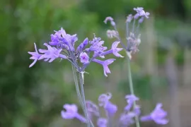 Vorig jaar uitverkocht: wilde knoflook is terug