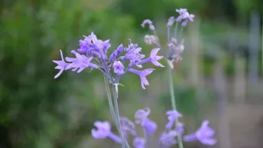 Vorig jaar uitverkocht: wilde knoflook is terug
