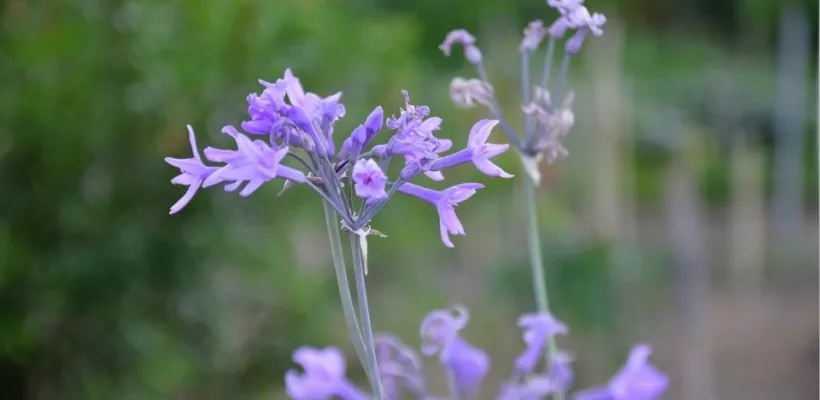 Vorig jaar uitverkocht: wilde knoflook is terug