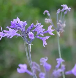 Vorig jaar uitverkocht: wilde knoflook is terug