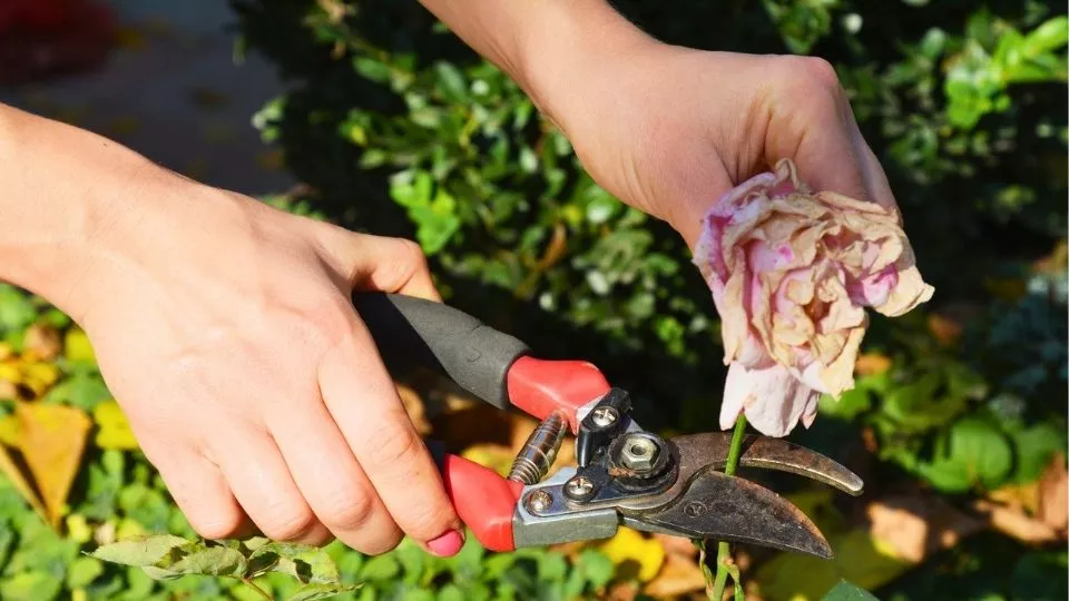Afbeelding Blijf knippen in juli en augustus voor doorbloeiende rozen (video)