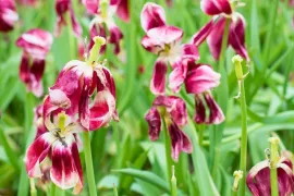 Uitgebloeide tulpen: dit doe je na de bloei