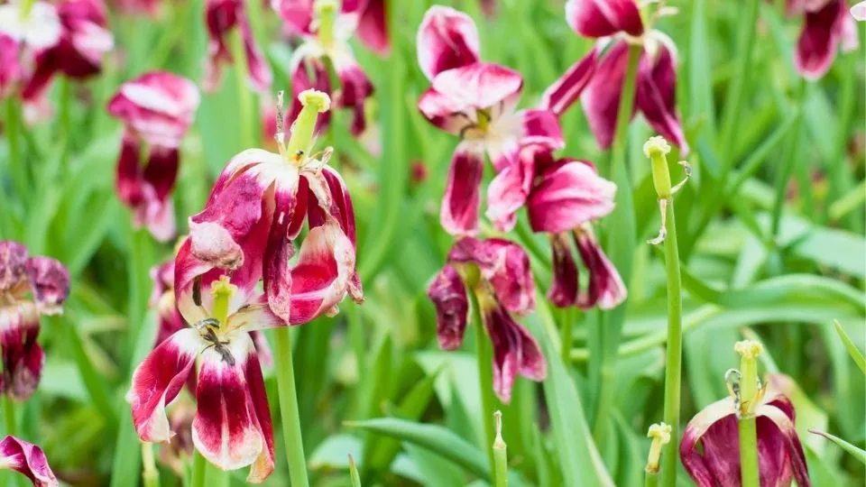 Afbeelding Tulpen na de bloei: knippen, laten afrijpen en bollen bewaren