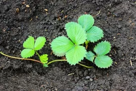 Aardbeien stekken: zo maak je zelf nieuwe planten