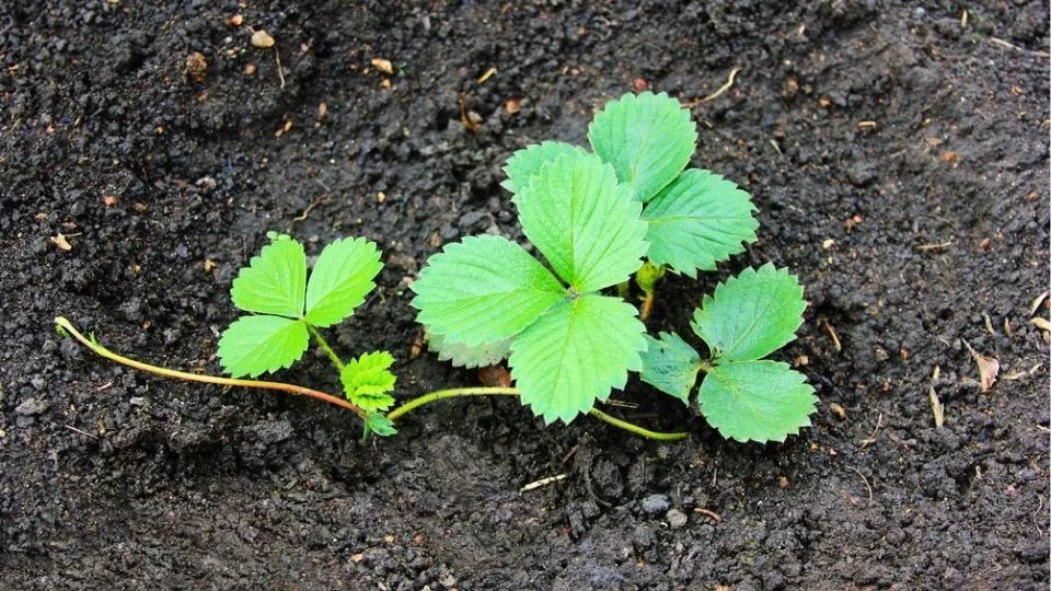 Afbeelding Aardbeien stekken: zo maak je zelf nieuwe planten