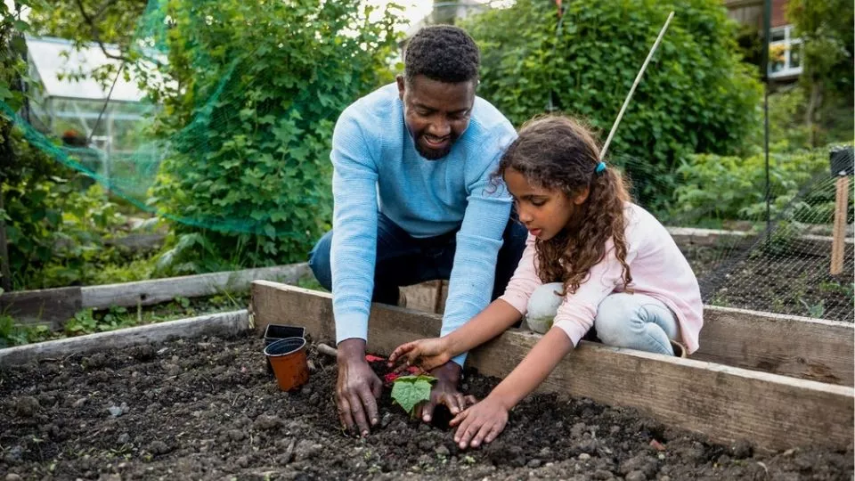 Afbeelding Voorgezaaide groenten uitplanten in juni: plant nu je herfst- en wintergroenten