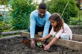 Voorgezaaide groenten uitplanten in juni: plant nu je herfst- en wintergroenten