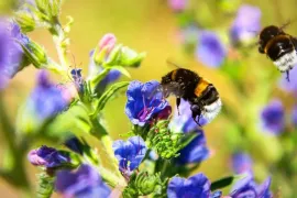 Variatie in beplanting: zo trek je meer dieren aan